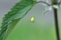 Araniella_cucurbitina_D6076_Z_88_Les Gris_Frankrijk